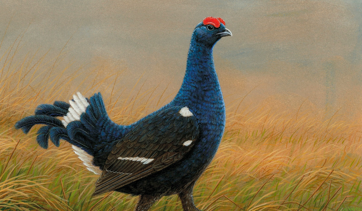 Photographing a black grouse lek for a new painting