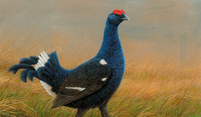 Paintings inspired by the drama of a black grouse lek