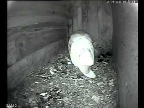 Barn Owl feeds its mate a vole