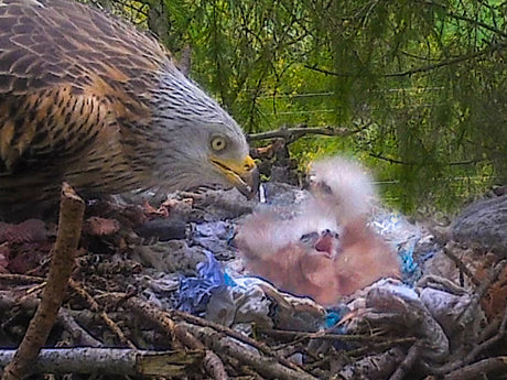 Film | Red kite mum so tender with newly hatched chicks