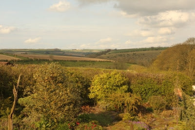 Ash Tree Disease Spells Bad News For British Wildlife