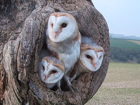 Film | Barn owl fledglings find their wings | Watched over by Willow & Ghost