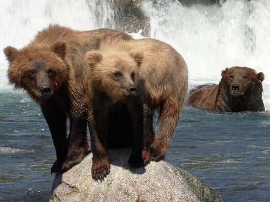 Film | Brooks Falls' fierce 'mama' bears | Alaska