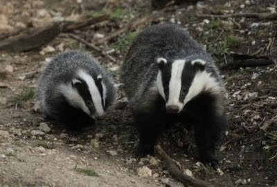 Wildlife Watching with The Press