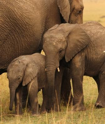 Farewell Masai Mara