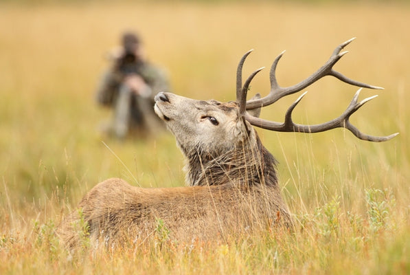 Stalking a red stag with a camera