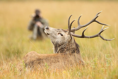 Stalking a red stag with a camera