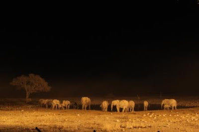 Nights at the Waterhole