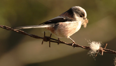 Bird builders | the genius of birds nests