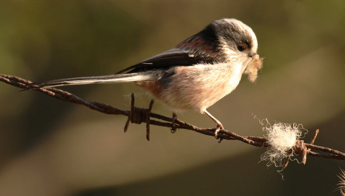 Best bird builders: the genius of birds nests