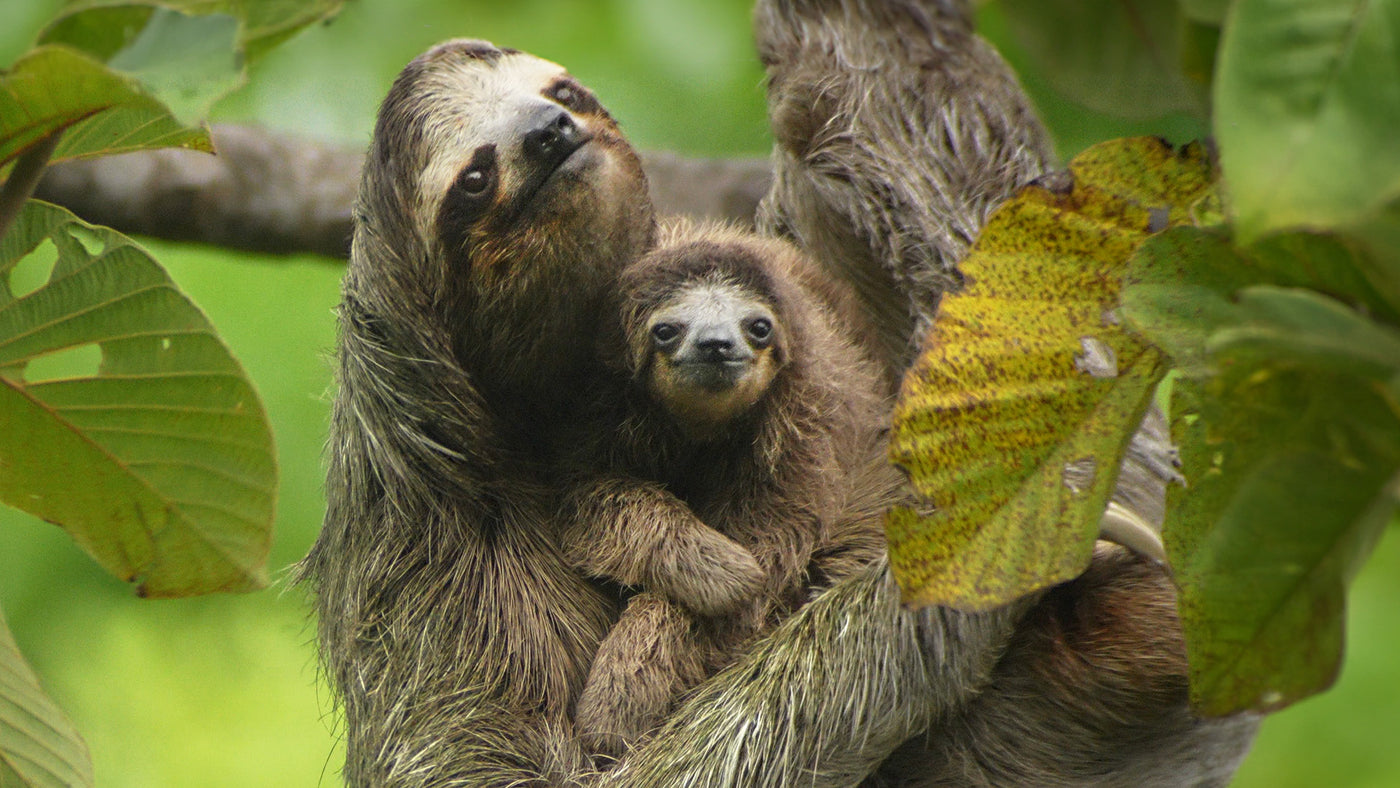 Travel | Sloths are slow for a reason