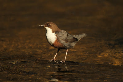 Artist's dipper tip