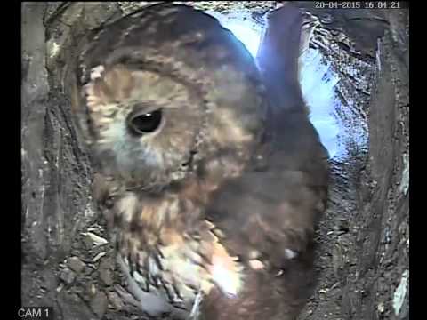 Tawny Owl chicks one week on