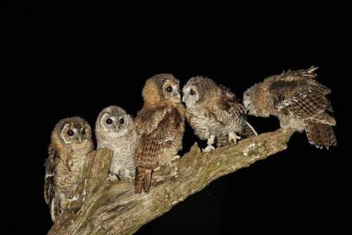 Tawny Owl Chicks