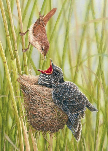 How the cuckoo exploits nature's mothering instinct