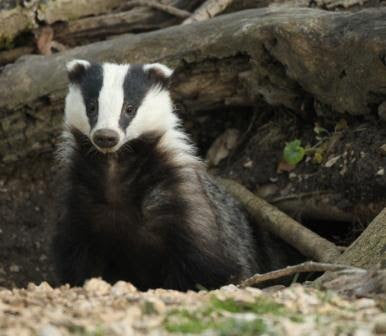 Badger Cubs