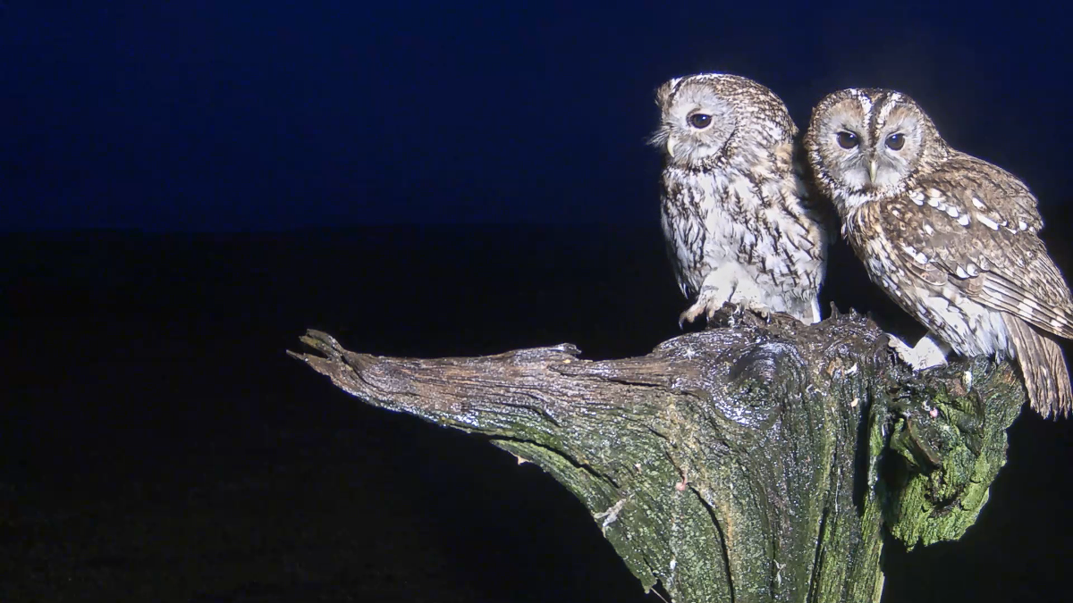 Tawny owl courtship | the love story of bomber & luna