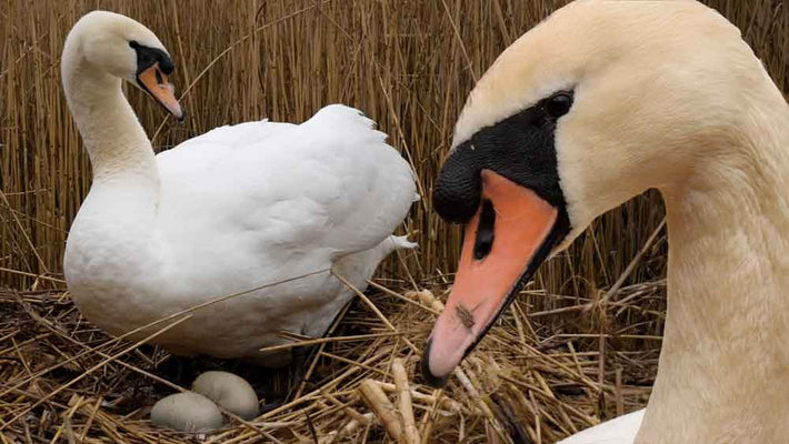 Film | Mute swan pair welcome 2 eggs | Discover wildlife