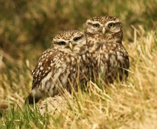 House hunting for little owls