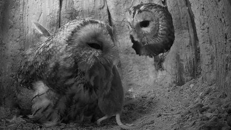 Film | Tawny owl eats a rat | Luna & Bomber