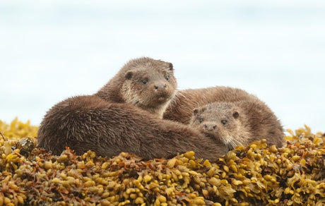 On the Trail of An Otter Mother and Her Cub