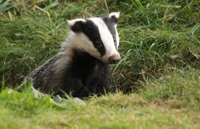 And Badgers Get to Live Another Day Too