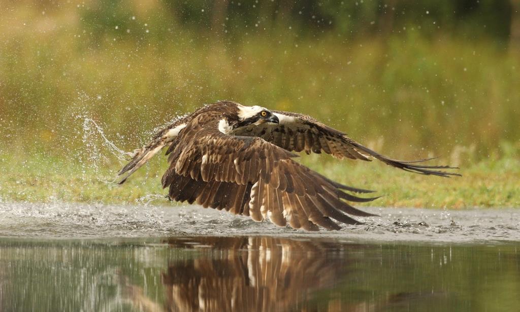 Photographing osprey at Rothiemurchus