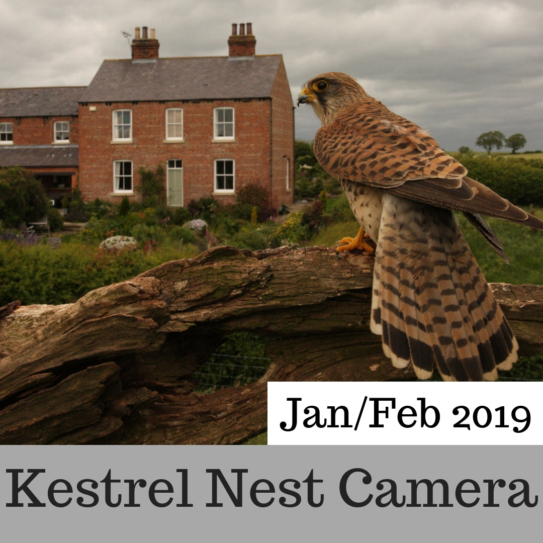 Kestrel Nest Camera | Jan & Feb 2019 | Pairing up and Finding a Home