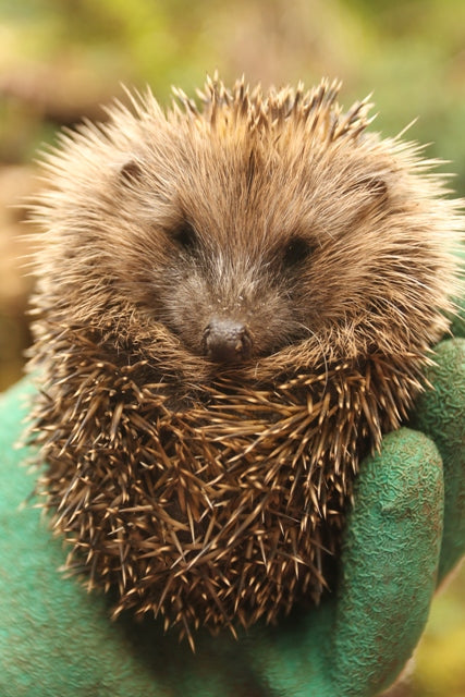 Britain's most vulnerable species