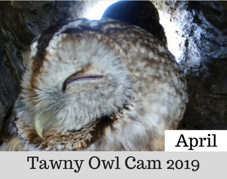 Tawny Owl Nest Camera | April 2019 | Laying Eggs & Incubating