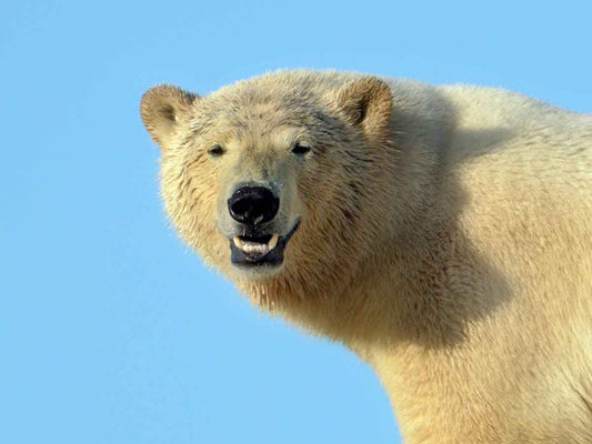 Film | Arctic wildlife wonders: polar bear, walrus & more | Svalbard