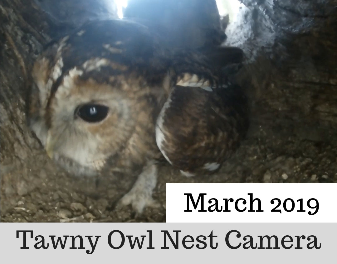 Tawny Owl Nest Camera | March 2019 | Will There Be Eggs?