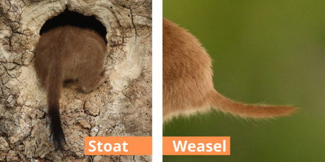 How to tell the difference between a weasel and a stoat