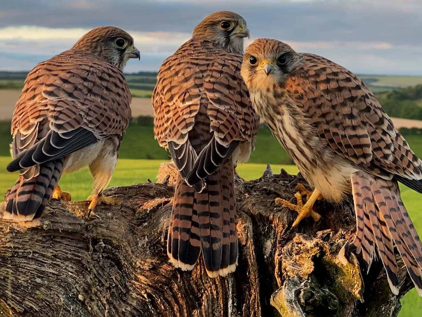 Kestrel chicks fly free at last