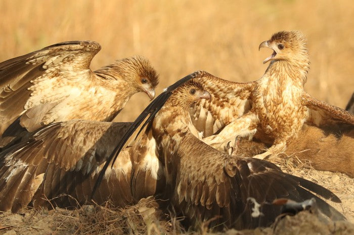 Australia's Beautiful Birds of Prey