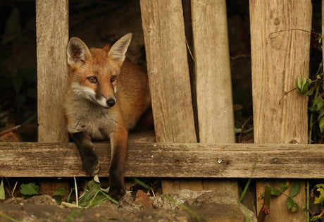 Urban foxes give up the secrets of rarely seen behaviour