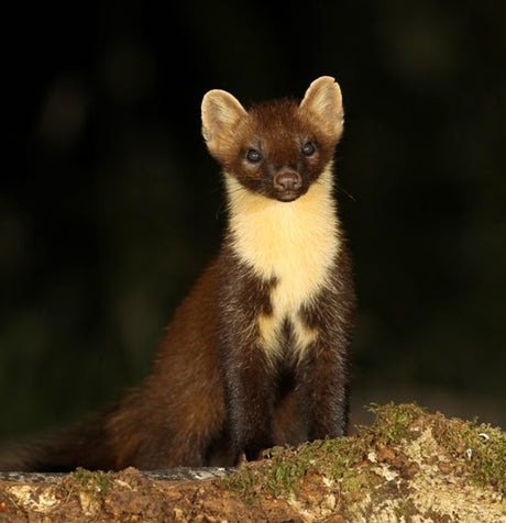 My first attempt at photographing Pine Martens in the Ardurmurchan