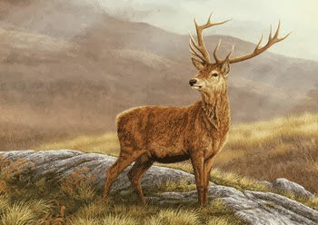 Red Deer in Cheshire