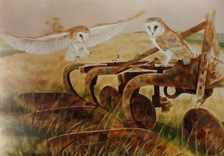 Barn owls are back on the Yorkshire Wolds after almost disappearing from our skies completely