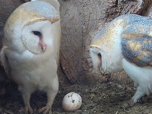 Film | Barn owl lessons in love | Gylfie & Dryer