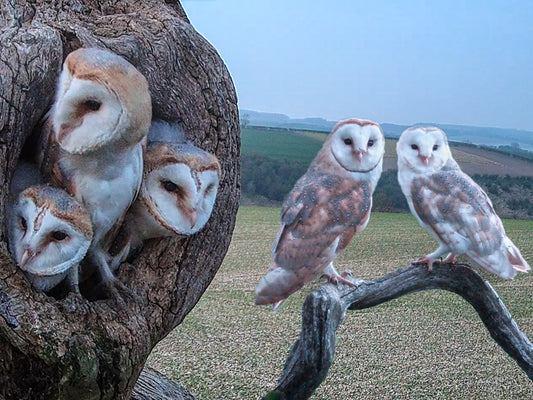 Film | Barn owls Willow & Ghost | Amazing owl parents