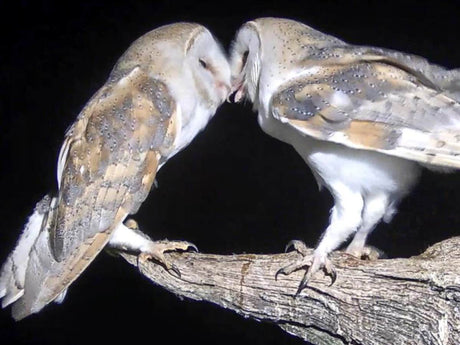 Barn owl Gylfie finds new foster love &#x1f989;