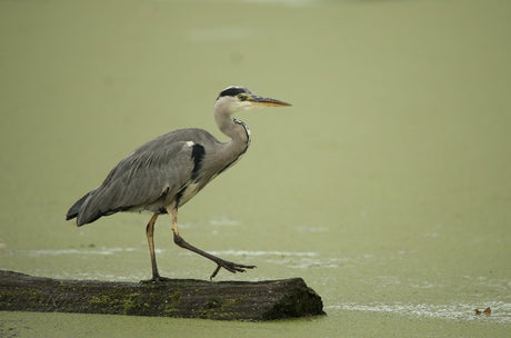 Wildlife Photo of the Week | Spring 2019