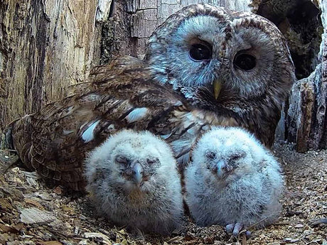 Tawny owl Luna's tragic loss has a happy ending