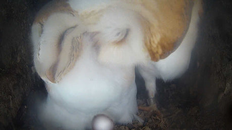 Film | Tender barn owl moment after egg laid | Gylfie & Dryer