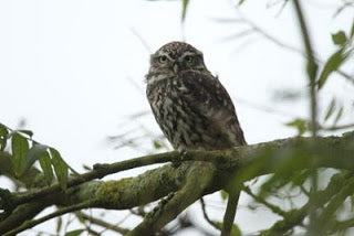 Little Owls on the School Run