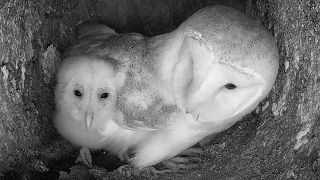 Film | Lucky barn owl adopted by wild owls | Gylfie & Dryer