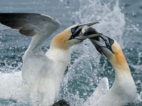 Film | Northern gannets diving at RSPB Bempton | UK's largest mainland colony