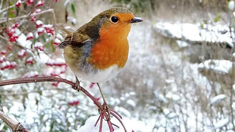 Film | Beauty of Birds in Winter | Garden Birds