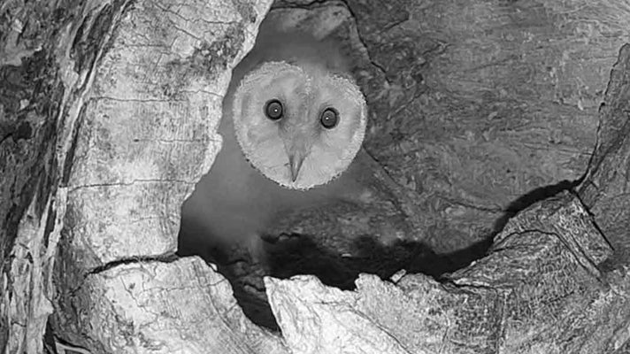 Film | Barn Owl Chicks First Peek at World Outside Nest | Gylfie & Dryer